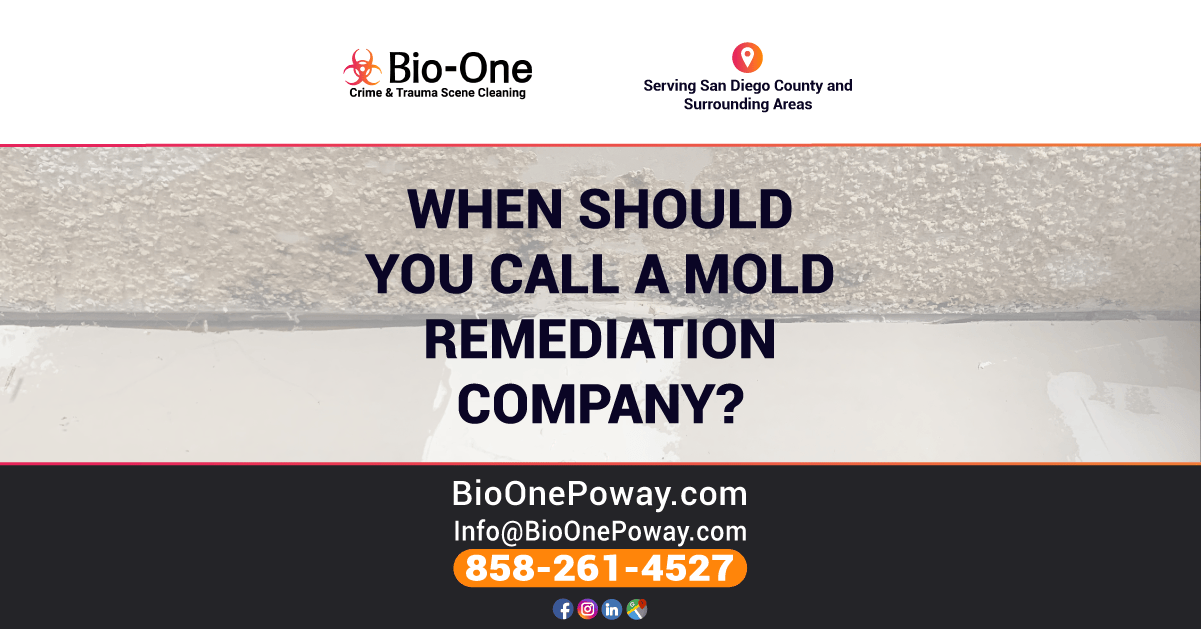 Mold Remediation - When Should You Call a Professional Company?