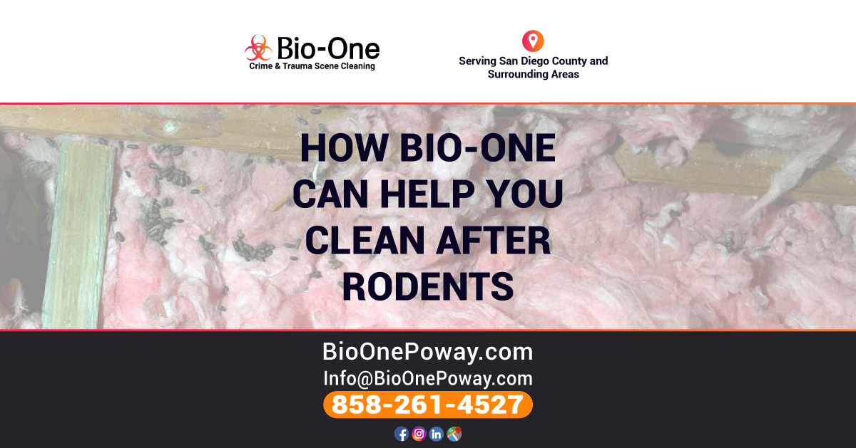 How Bio-One Can Help You Clean Up After Rodents - Bio-One of Poway