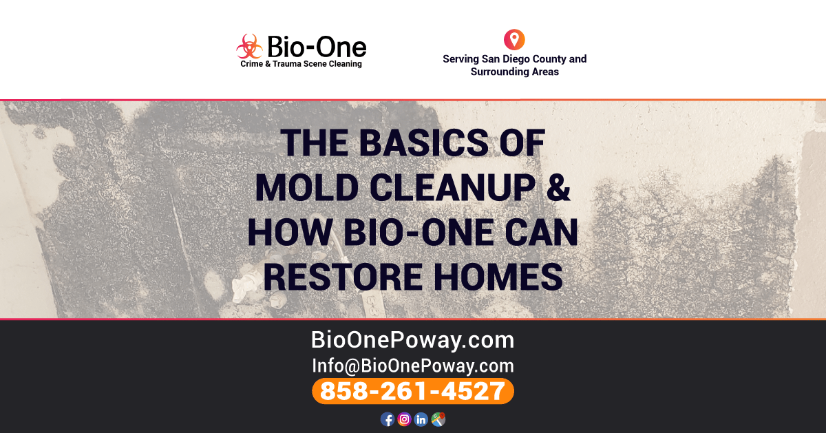 The Basics of Mold Cleanup & How Bio-One Can Restore Homes