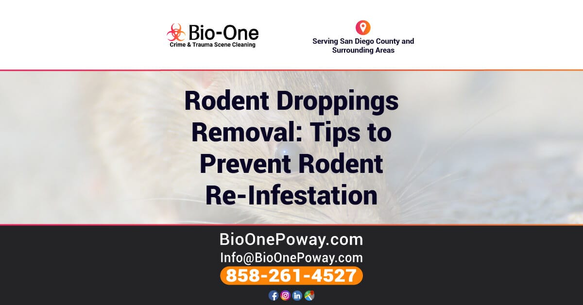 Rodent Droppings Removal - Tips to Prevent Re-Infestation