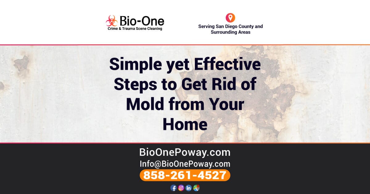 Simple yet Effective Steps to Get Rid of Mold from Your Home
