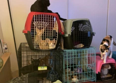 Animal hoarding scenarios - Example of hoarded cats