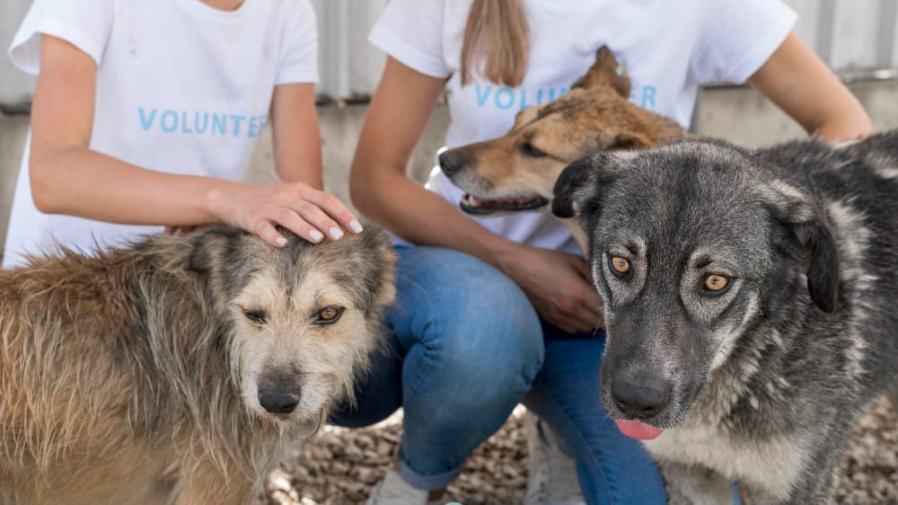 animal hoarding shelter volunteers helping dogs example